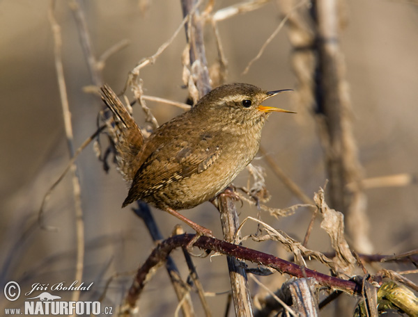 Oriešok hnedý (Troglodytes troglodytes)