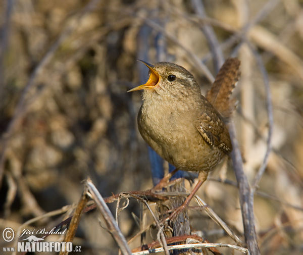 Oriešok hnedý (Troglodytes troglodytes)