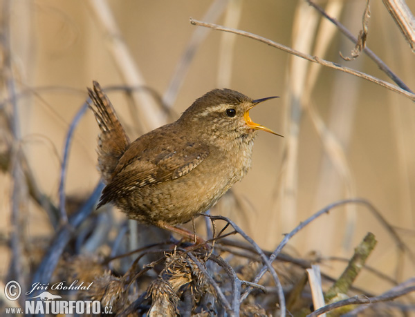 Oriešok hnedý (Troglodytes troglodytes)