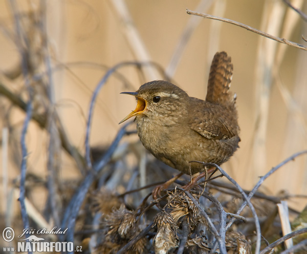 Oriešok hnedý (Troglodytes troglodytes)