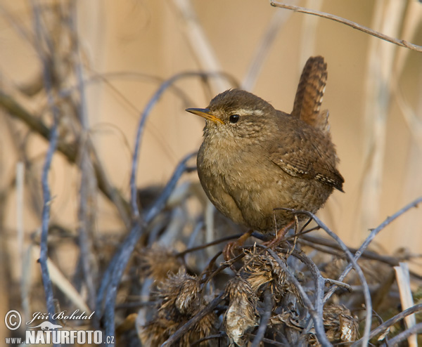 Oriešok hnedý (Troglodytes troglodytes)