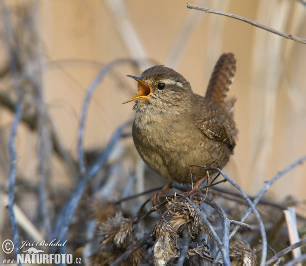 Oriešok hnedý (Troglodytes troglodytes)