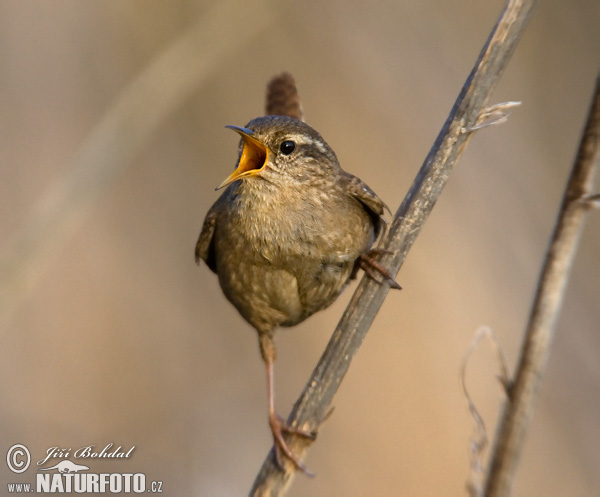 Oriešok hnedý (Troglodytes troglodytes)