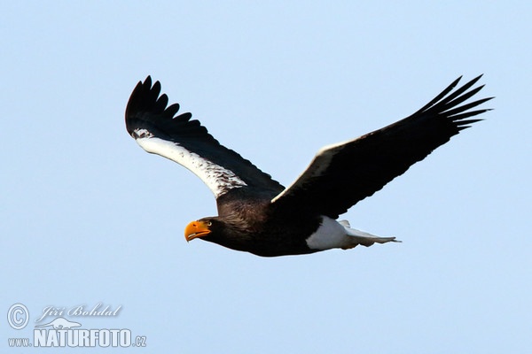 Orliak bielokrídly (Haliaeetus pelagicus)