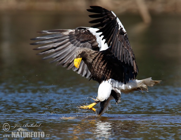 Orliak bielokrídly (Haliaeetus pelagicus)