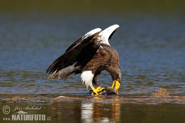 Orliak bielokrídly (Haliaeetus pelagicus)