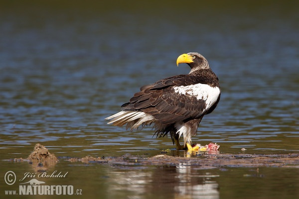 Orliak bielokrídly (Haliaeetus pelagicus)