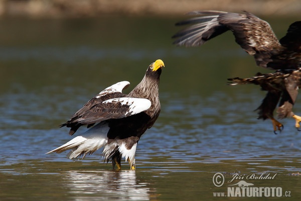 Orliak bielokrídly (Haliaeetus pelagicus)