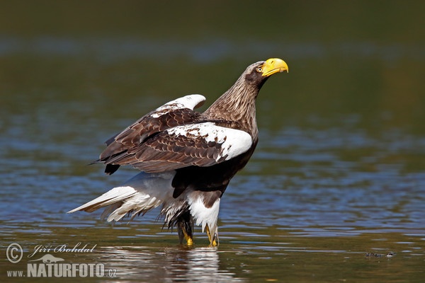 Orliak bielokrídly (Haliaeetus pelagicus)