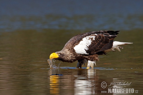 Orliak bielokrídly (Haliaeetus pelagicus)