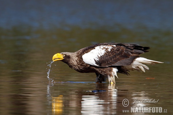 Orliak bielokrídly (Haliaeetus pelagicus)