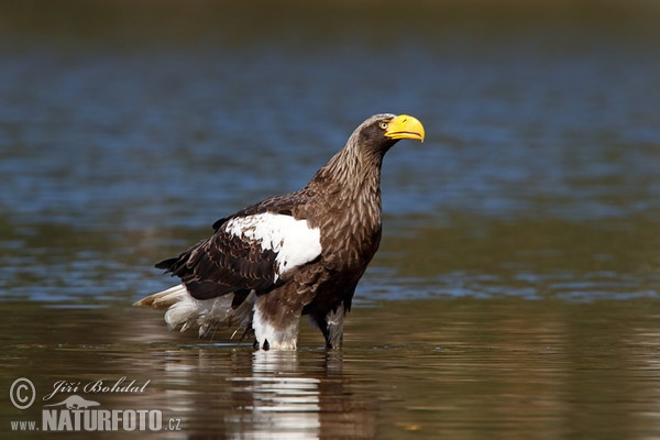 Orliak bielokrídly (Haliaeetus pelagicus)