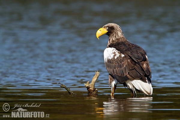 Orliak bielokrídly (Haliaeetus pelagicus)