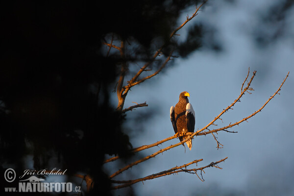 Orliak bielokrídly (Haliaeetus pelagicus)