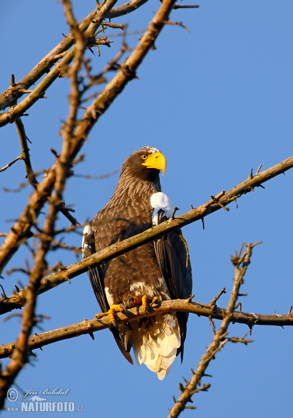 Orliak bielokrídly (Haliaeetus pelagicus)