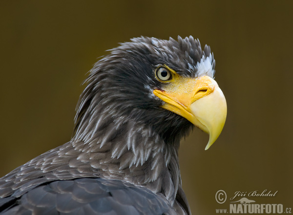 Orliak bielokrídly (Haliaeetus pelagicus)