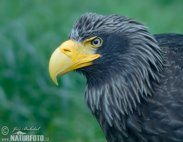 Orliak bielokrídly (Haliaeetus pelagicus)