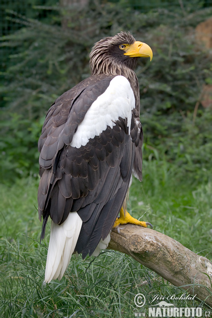 Orliak bielokrídly (Haliaeetus pelagicus)