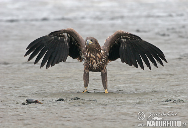 Orliak morský (Haliaeetus albicilla)