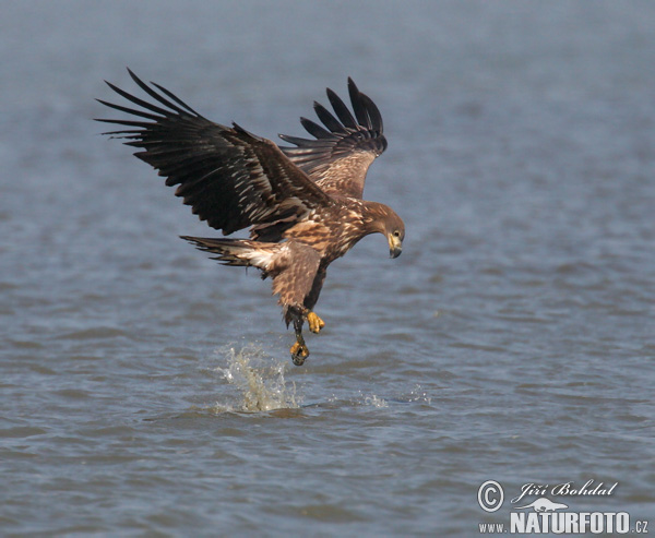 Orliak morský (Haliaeetus albicilla)