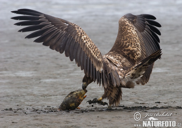 Orliak morský (Haliaeetus albicilla)