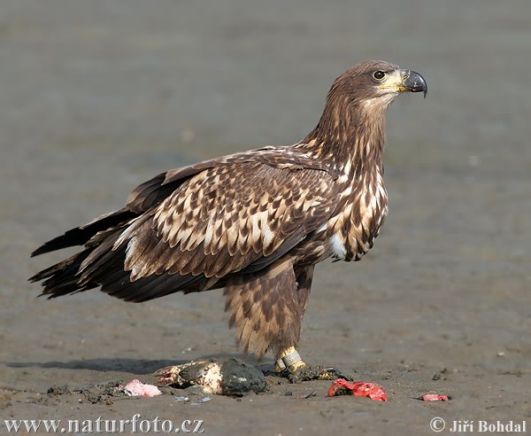 Orliak morský (Haliaeetus albicilla)