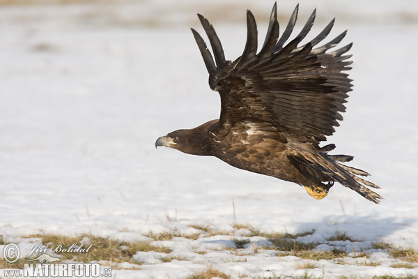 Orliak morský (Haliaeetus albicilla)