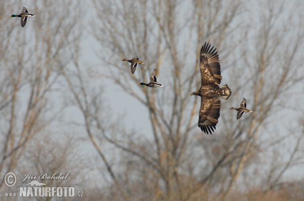 Orliak morský (Haliaeetus albicilla)