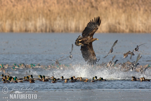 Orliak morský (Haliaeetus albicilla)