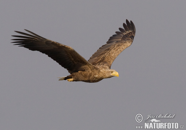 Orliak morský (Haliaeetus albicilla)