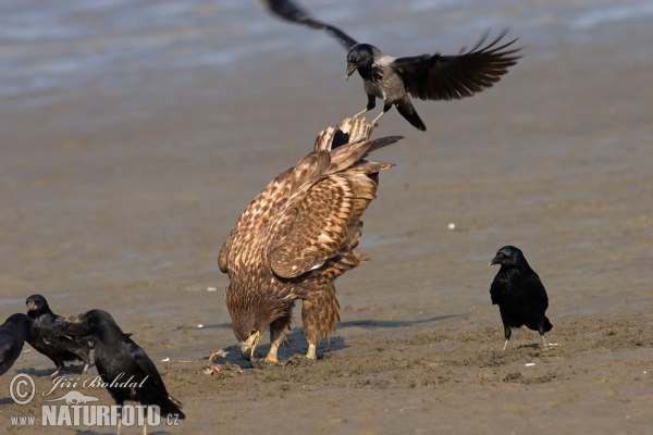 Orliak morský (Haliaeetus albicilla)