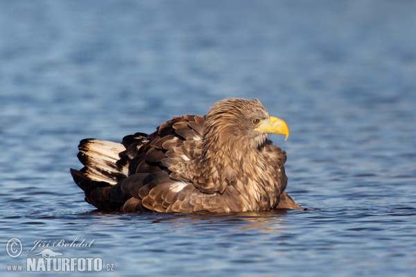 Orliak morský (Haliaeetus albicilla)