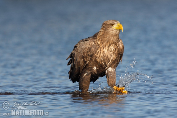 Orliak morský (Haliaeetus albicilla)