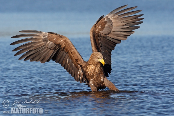 Orliak morský (Haliaeetus albicilla)