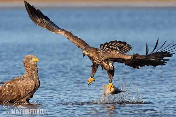 Orliak morský (Haliaeetus albicilla)