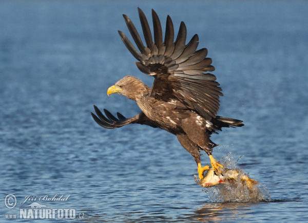 Orliak morský (Haliaeetus albicilla)