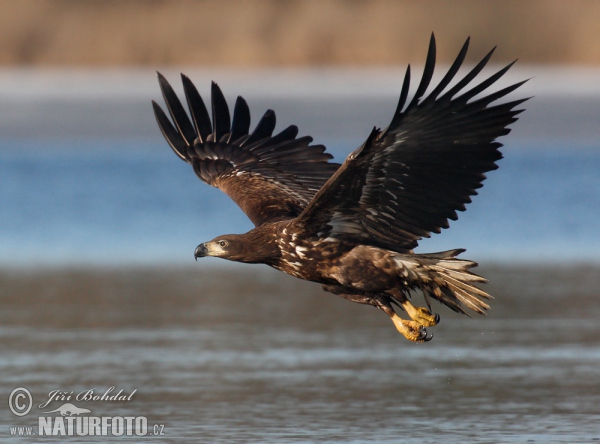 Orliak morský (Haliaeetus albicilla)