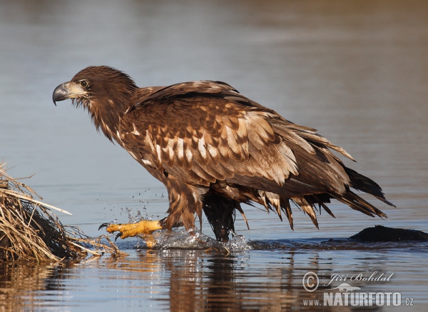 Orliak morský (Haliaeetus albicilla)