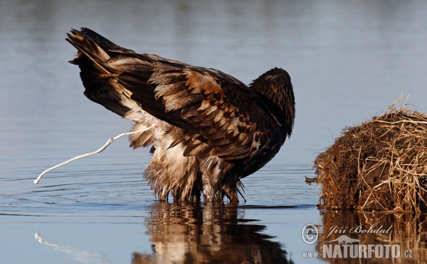 Orliak morský (Haliaeetus albicilla)