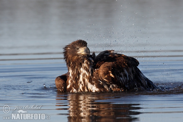 Orliak morský (Haliaeetus albicilla)