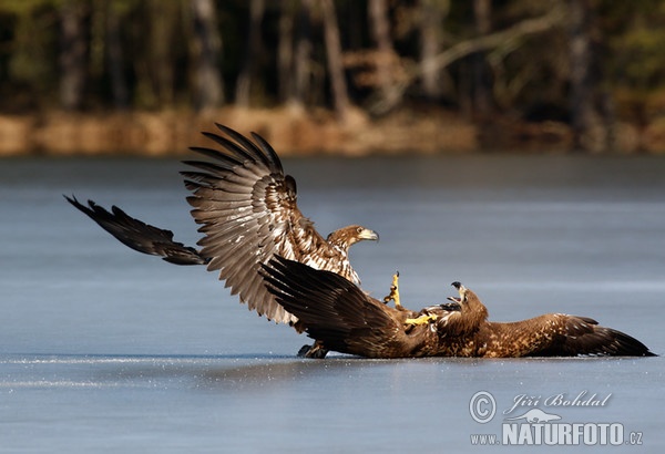 Orliak morský (Haliaeetus albicilla)