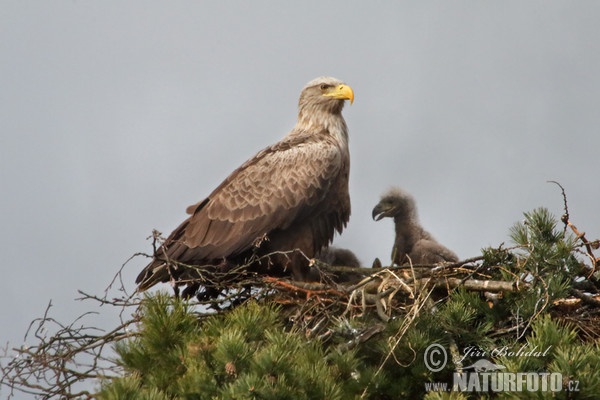 Orliak morský (Haliaeetus albicilla)