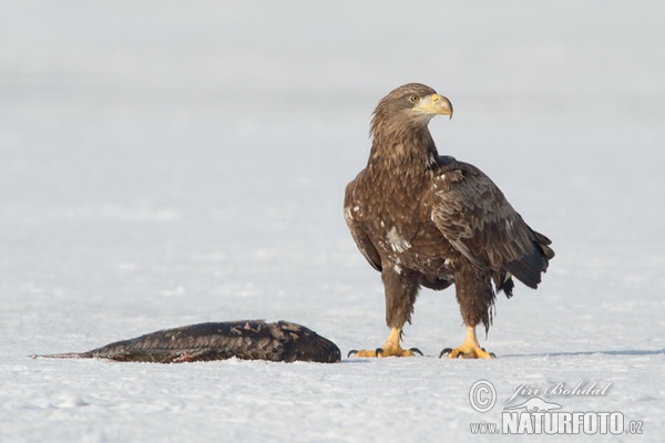 Orliak morský (Haliaeetus albicilla)