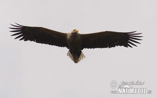 Orliak morský (Haliaeetus albicilla)