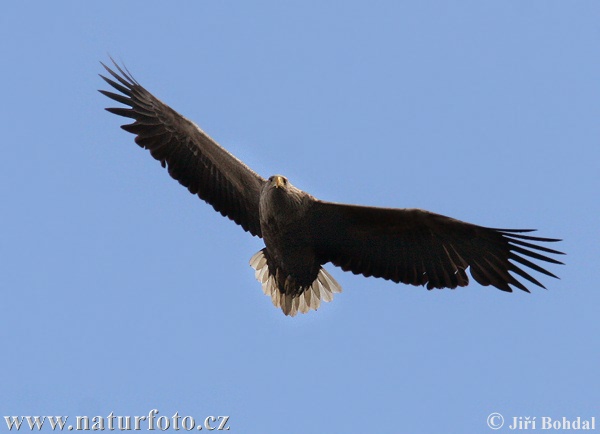 Orliak morský (Haliaeetus albicilla)