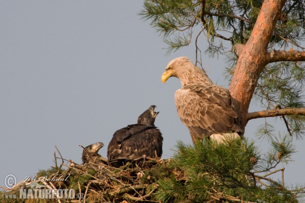 Orliak morský (Haliaeetus albicilla)