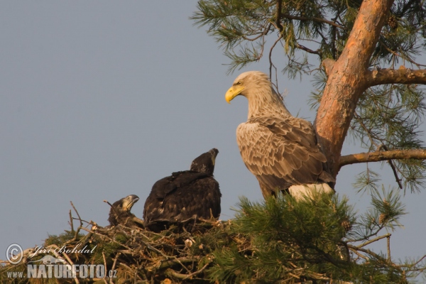 Orliak morský (Haliaeetus albicilla)