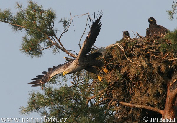 Orliak morský (Haliaeetus albicilla)