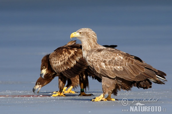 Orliak morský (Haliaeetus albicilla)