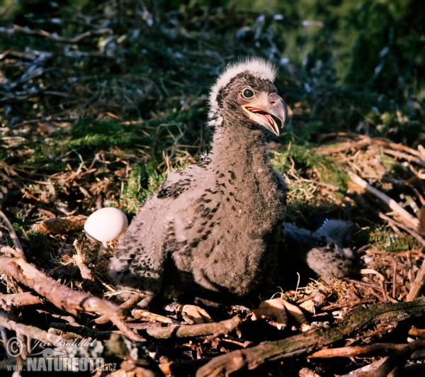 Orliak morský (Haliaeetus albicilla)